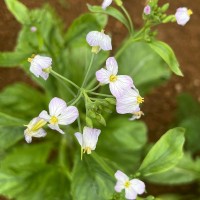 Raphanus raphanistrum L.